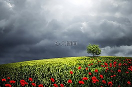 树,阳光,背景