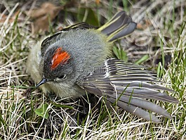 锈麻雀,麻雀,spizella passerina