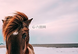 动物,动物摄影,特写