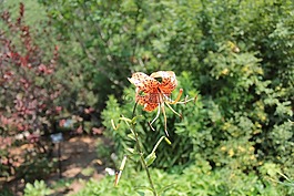 橙花,花,植物园