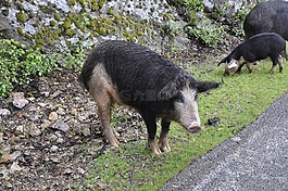 科西嘉,猪,野生