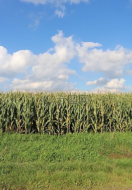 字段,玉米,农业