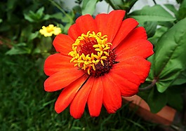 红色的花,花园,橙色