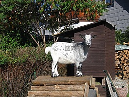 比利山羊,国内山羊,山羊