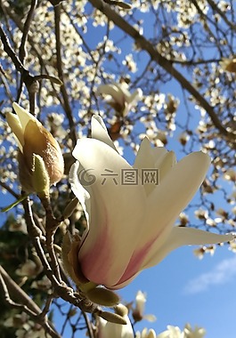 春风十里,玉兰飘香,绽放