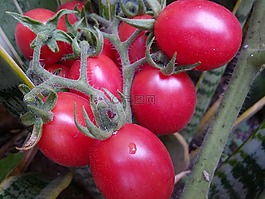 西红柿,有机西红柿