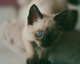 动物,动物摄影,猫
