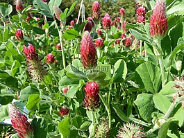 赤红,绿肥,三叶草