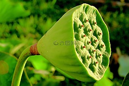 水,lotos,植物