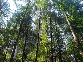 树林,张家界,风景