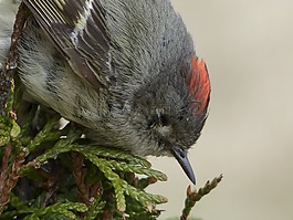 锈麻雀,麻雀,spizella passerina