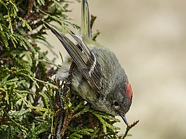 锈麻雀,麻雀,spizella passerina