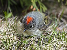 锈麻雀,麻雀,spizella passerina