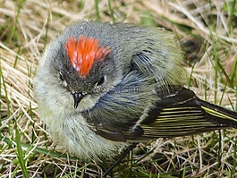 锈麻雀,麻雀,spizella passerina