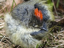 锈麻雀,麻雀,spizella passerina