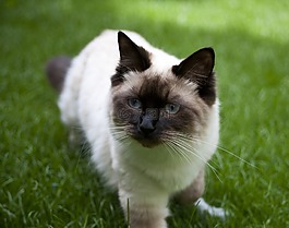 猫,布娃娃,棕色