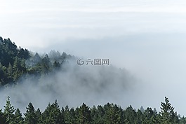 雾,有雾,森林