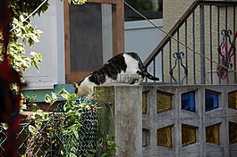 花园,霍夫,猫