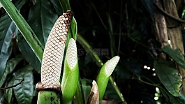 植物,热带,自然