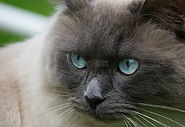 猫,布娃娃,蓝色的眼睛