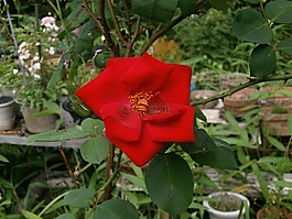 玫瑰,单线态,红色花朵