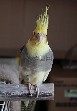 鹦鹉,鲈鱼,鸟