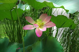 荷花,夏季,莲花