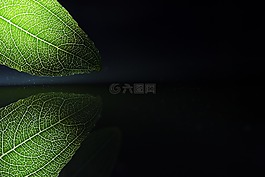 植物,静物,树叶