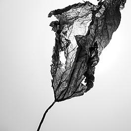 植物,静物,树叶