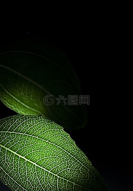 植物,静物,树叶