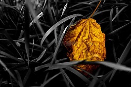 植物,静物,树叶