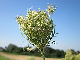 胡萝卜,野胡萝卜,燕窝