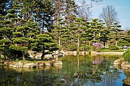 景观,花园,日本花园