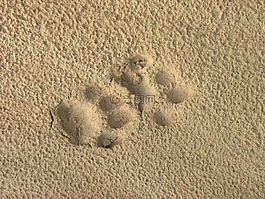 盎司,猫科动物,动物