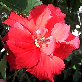 红芙蓉,槿,双绽放