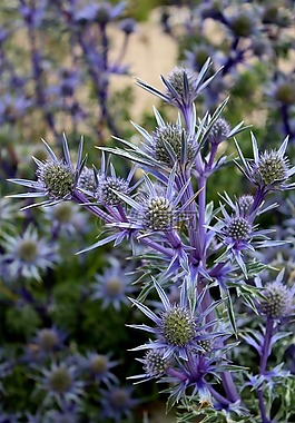 杂草,花,苏格兰