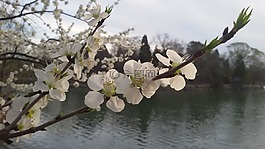 春天,花朵,洁白