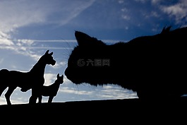 剪影,观点,猫咪