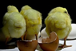 kuriatka,家禽,动物