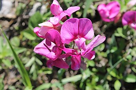 花卉,兰花,丁香花