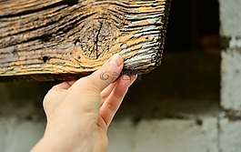 皮瓣,闭嘴,手