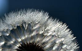 蒲公英,关闭,普通的蒲公英