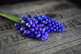 风信子,木箱,蓝色