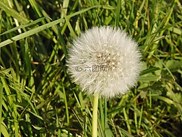 蒲公英,普通的蒲公英,花