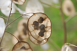 植物,秋季,诚实