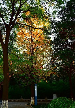 autumn,fire,orange