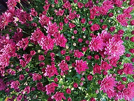 菊花,秋季,小菊