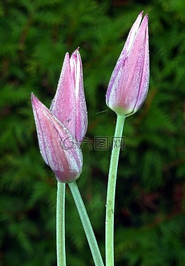 郁金香,粉色,早上