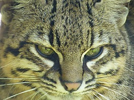 豹猫,猫科动物,猫科动物公园