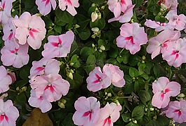 凤仙,凤仙花,花